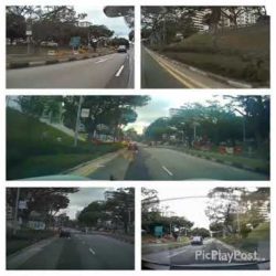 Harrier Beats Red light and stares at me