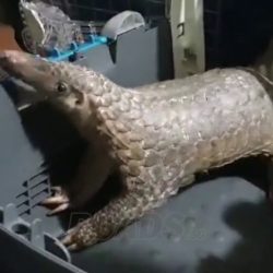 Pangolin rescued while trying to cross road in Jurong